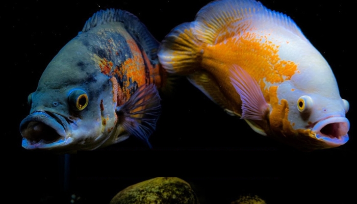Oscar with African Cichlids