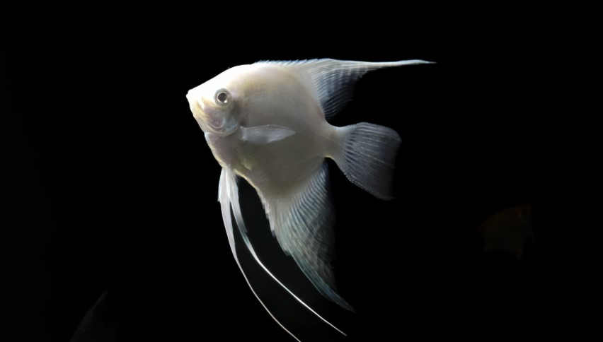 Albino Angelfish