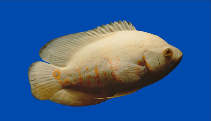 Albino Oscar Cichlid Facts: Aquarium Size, Lifespan & More