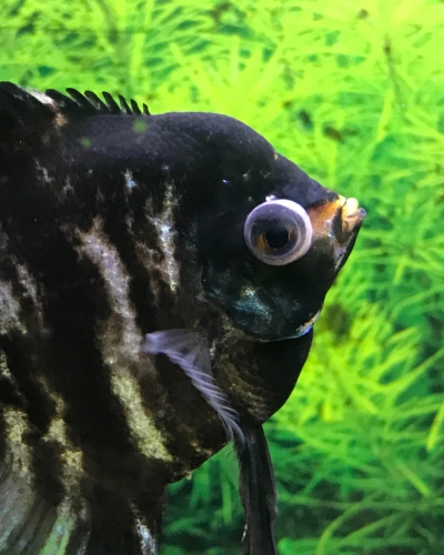 Angelfish Bulging Eyes