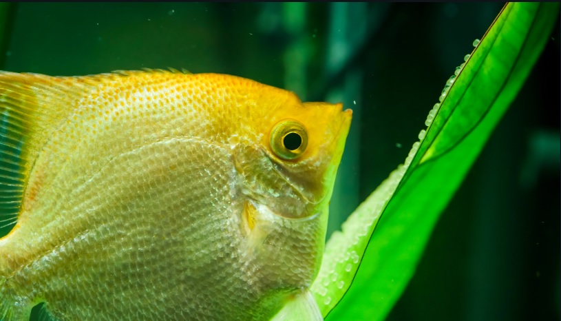 Angelfish Egg