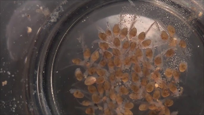 Angelfish Fry Growth Stages