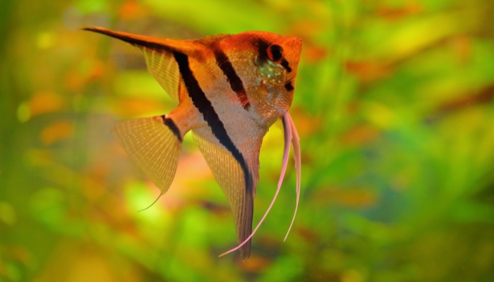 Angelfish Natural Habitat
