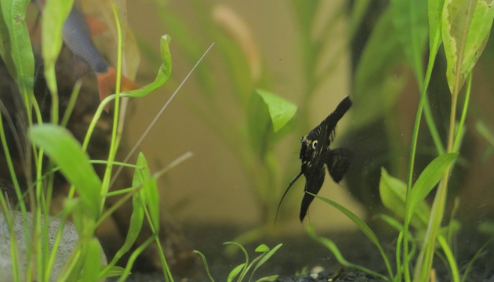 Angelfish Not Eating