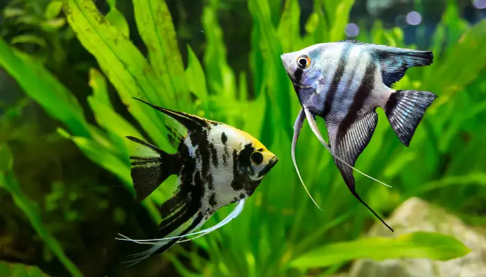 Angelfish Mating Vs Fighting Key Signs To Watch For Angelfish Sexing