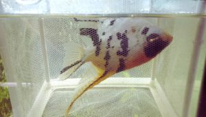 Angelfish Swimming Sideways