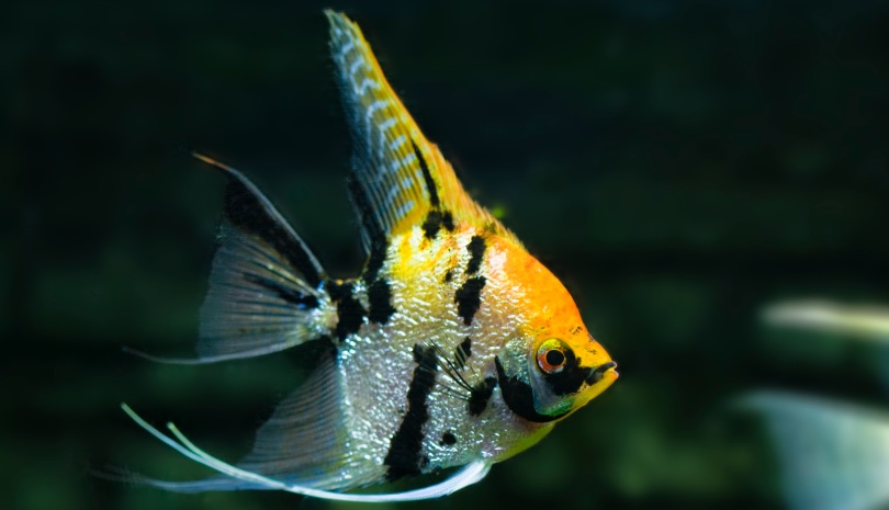 Angelfish Water Temperature