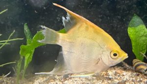 Angelfish fin rot