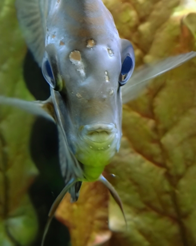 Angelfish hole in the head disease