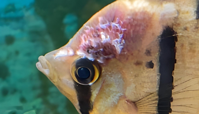 Angelfish hole in the head