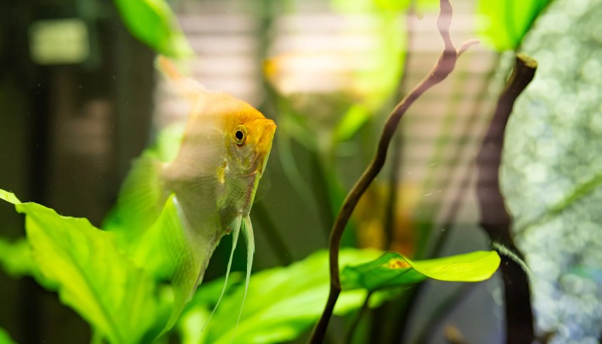 Angelfish in a 20 Gallon Tank
