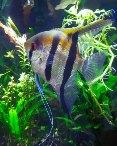 Angelfish planted aquarium