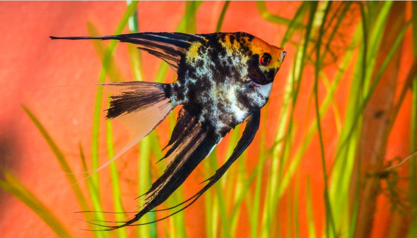 Angelfish plants