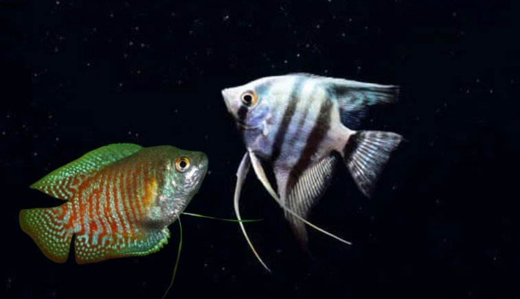 Angelfish with Gouramis