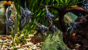 Are Angelfish Schooling Fish