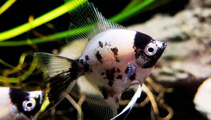 Black and White Angelfish