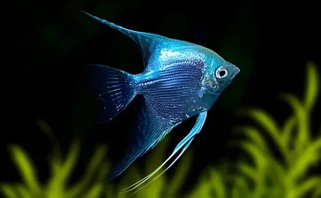 Blue Angelfish Freshwater