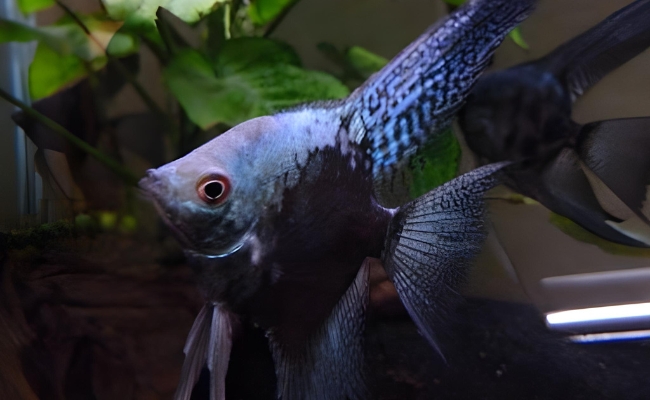 Blue Chocolate Angelfish