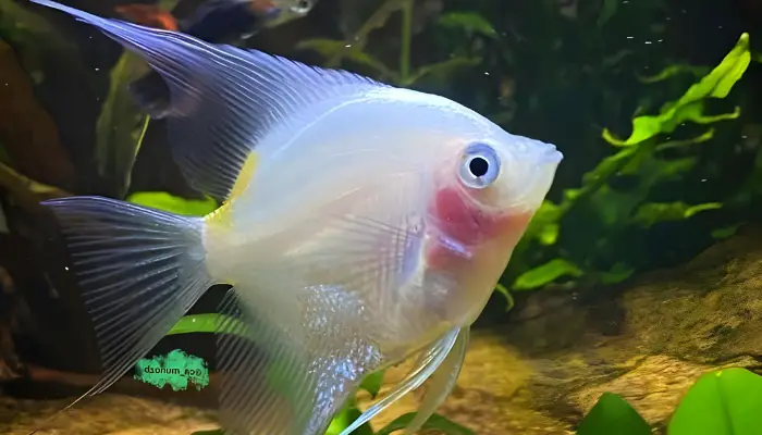 Blushing Angelfish