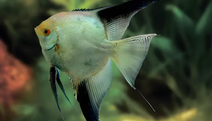 Bulgarian Green Angelfish