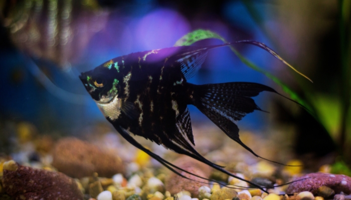 Can Angelfish Live Alone