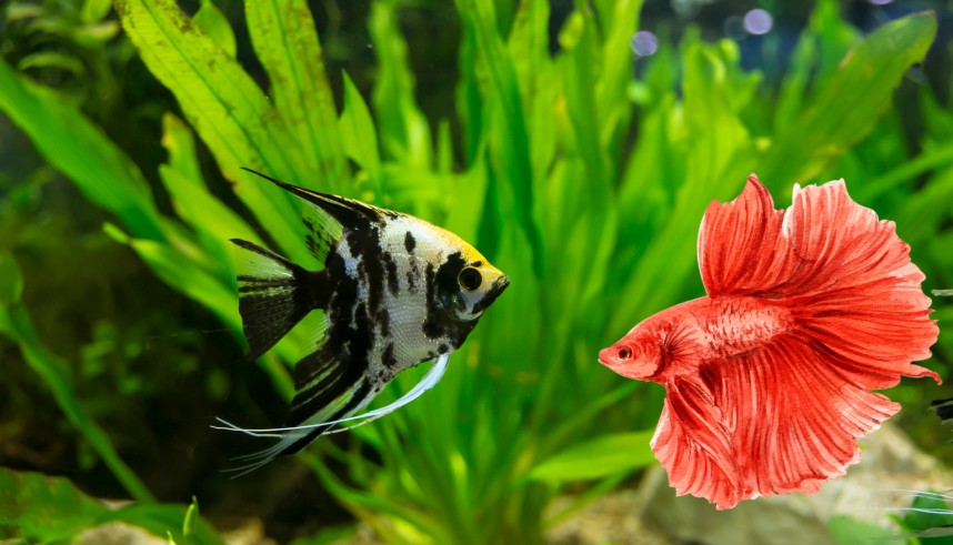 Can Angelfish Live with Bettas