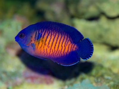 Coral Beauty Angelfish