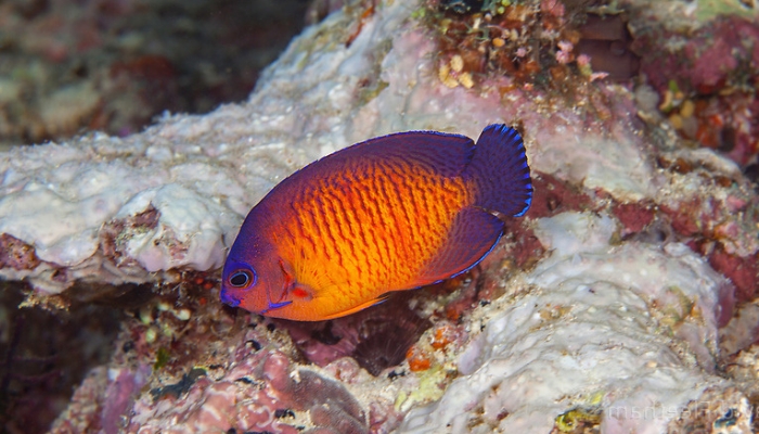 Coral Beauty Angelfish