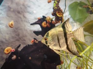 do angelfish eat snails