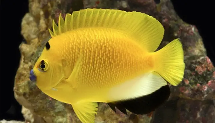 Flagfin Angelfish