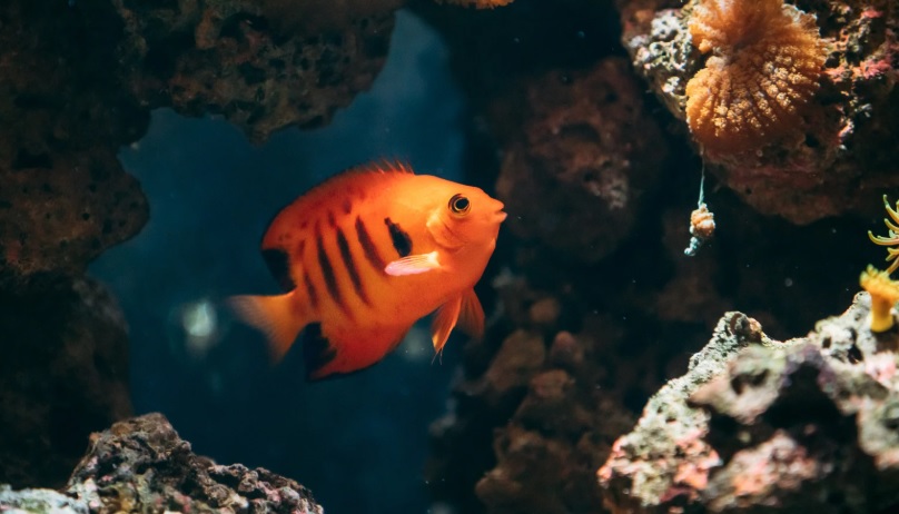 Flame Angelfish