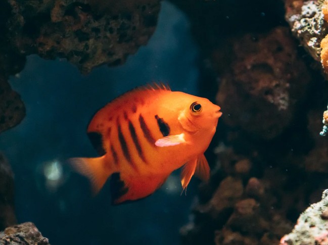 7 Best Reef Safe Angelfish For Your Tank A Complete Guide