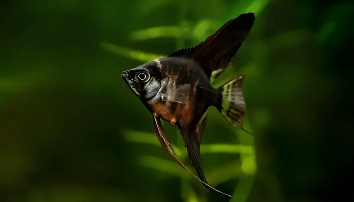 Freshwater black angelfish