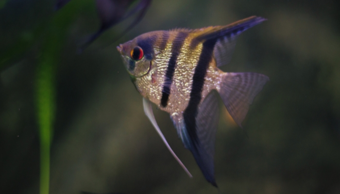 Full grown angelfish