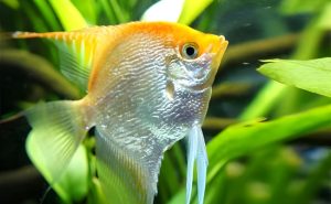 Gold Angelfish