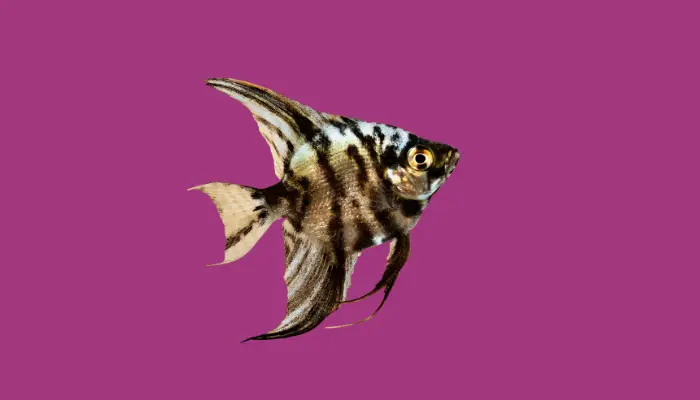 Golden Marble Angelfish