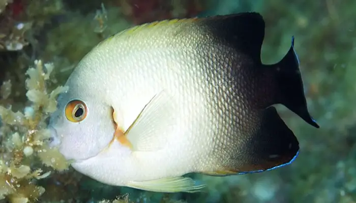 Half-Black Angelfish