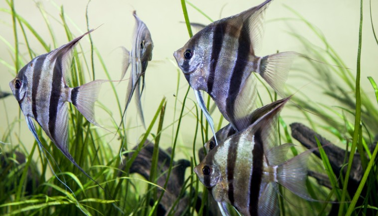 how many angelfish in a 55 gallon tank