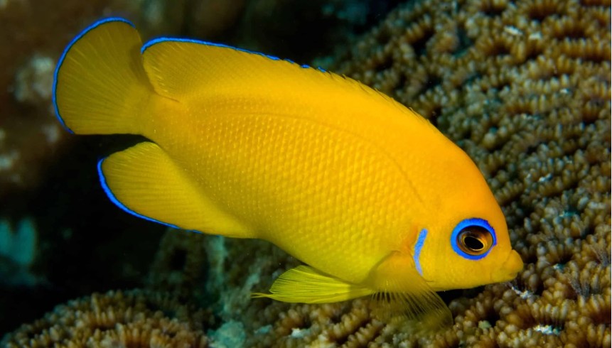 Lemonpeel Angelfish
