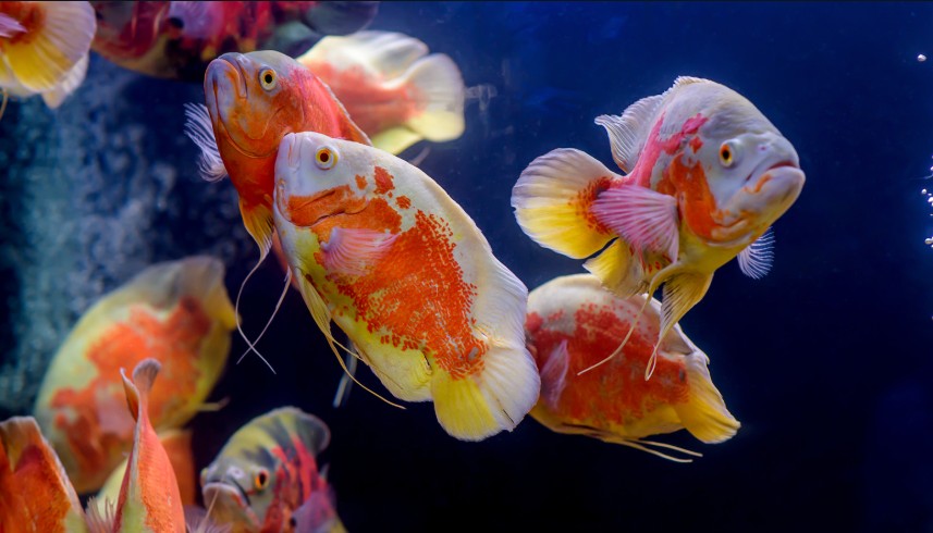 Oscar Cichlid Breeding