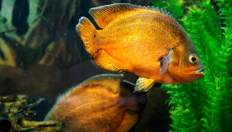 Oscar fish habitat