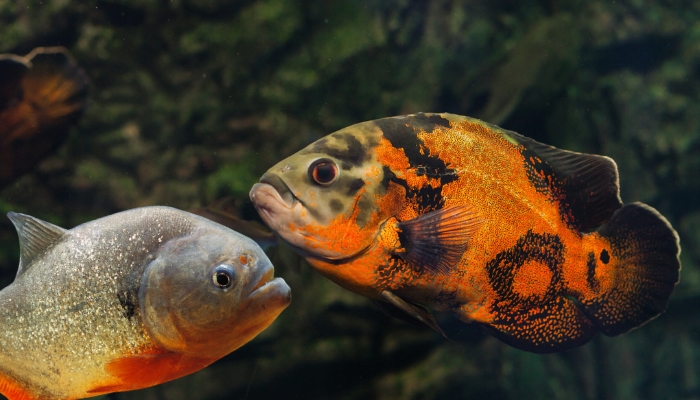 Oscar fish vs piranha