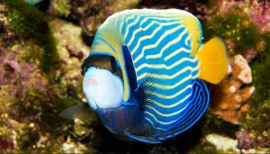 Reef Safe Angelfish