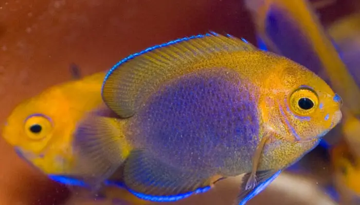 Resplendent Angelfish