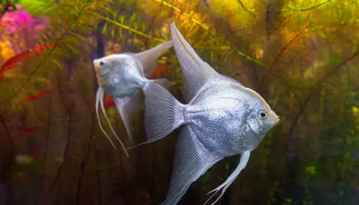 Silver Angelfish