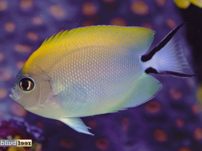 Swallowtail Angelfish