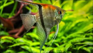 What Fish Can Live with Angelfish