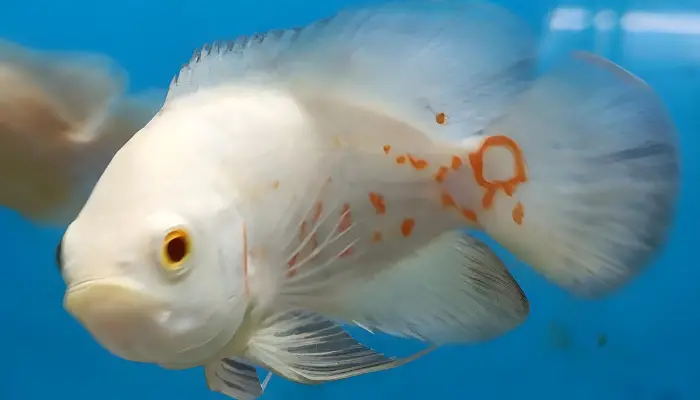 Albino Oscar Cichlid Facts: Aquarium Size, Lifespan & More