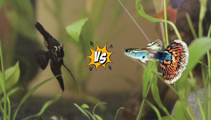 Will Angelfish Eat Guppies