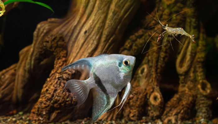 Will Angelfish Eat Shrimp